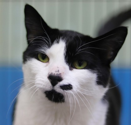 Lucky, an adoptable Domestic Short Hair in Walla Walla, WA, 99362 | Photo Image 1