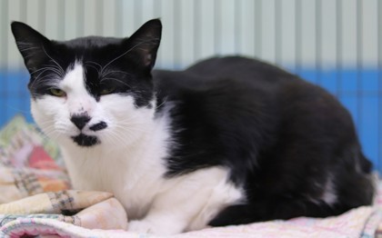 Lucky, an adoptable Domestic Short Hair in Walla Walla, WA, 99362 | Photo Image 2