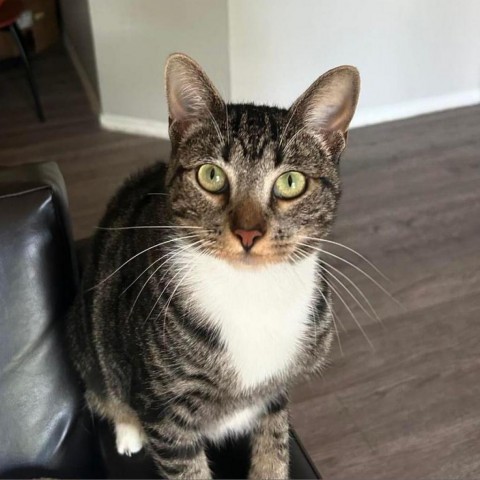 Burger, an adoptable Domestic Short Hair in Fort Collins, CO, 80526 | Photo Image 1