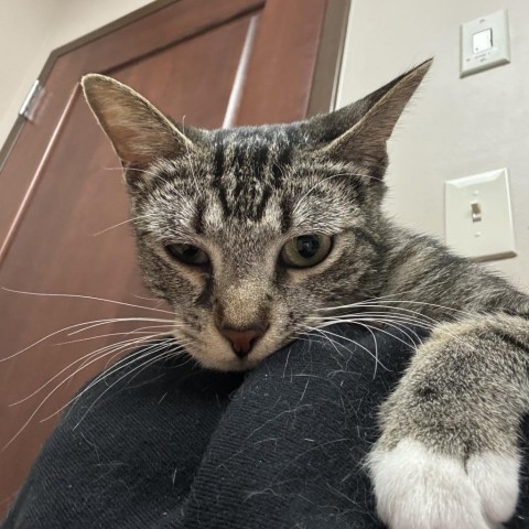 Burger, an adoptable Domestic Short Hair in Fort Collins, CO, 80526 | Photo Image 2