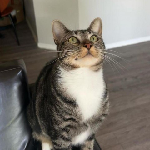 Burger, an adoptable Domestic Short Hair in Fort Collins, CO, 80526 | Photo Image 3