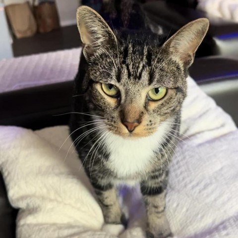 Burger, an adoptable Domestic Short Hair in Fort Collins, CO, 80526 | Photo Image 5