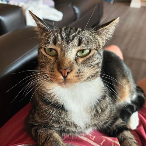 Burger, an adoptable Domestic Short Hair in Fort Collins, CO, 80526 | Photo Image 6