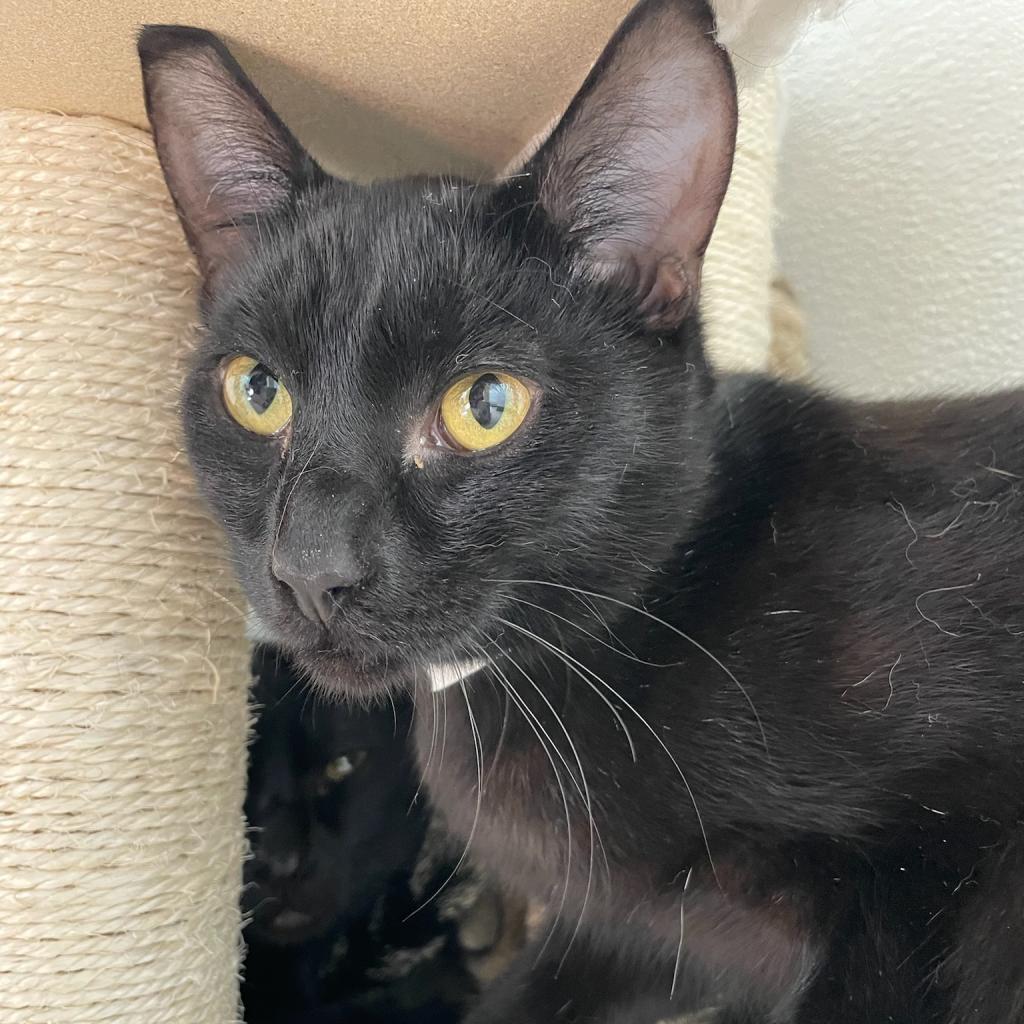 Flounder, an adoptable American Shorthair in St. Helena, CA, 94574 | Photo Image 1