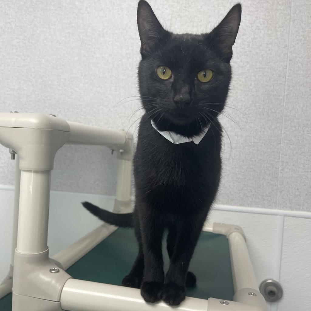 Flounder, an adoptable American Shorthair in St. Helena, CA, 94574 | Photo Image 3