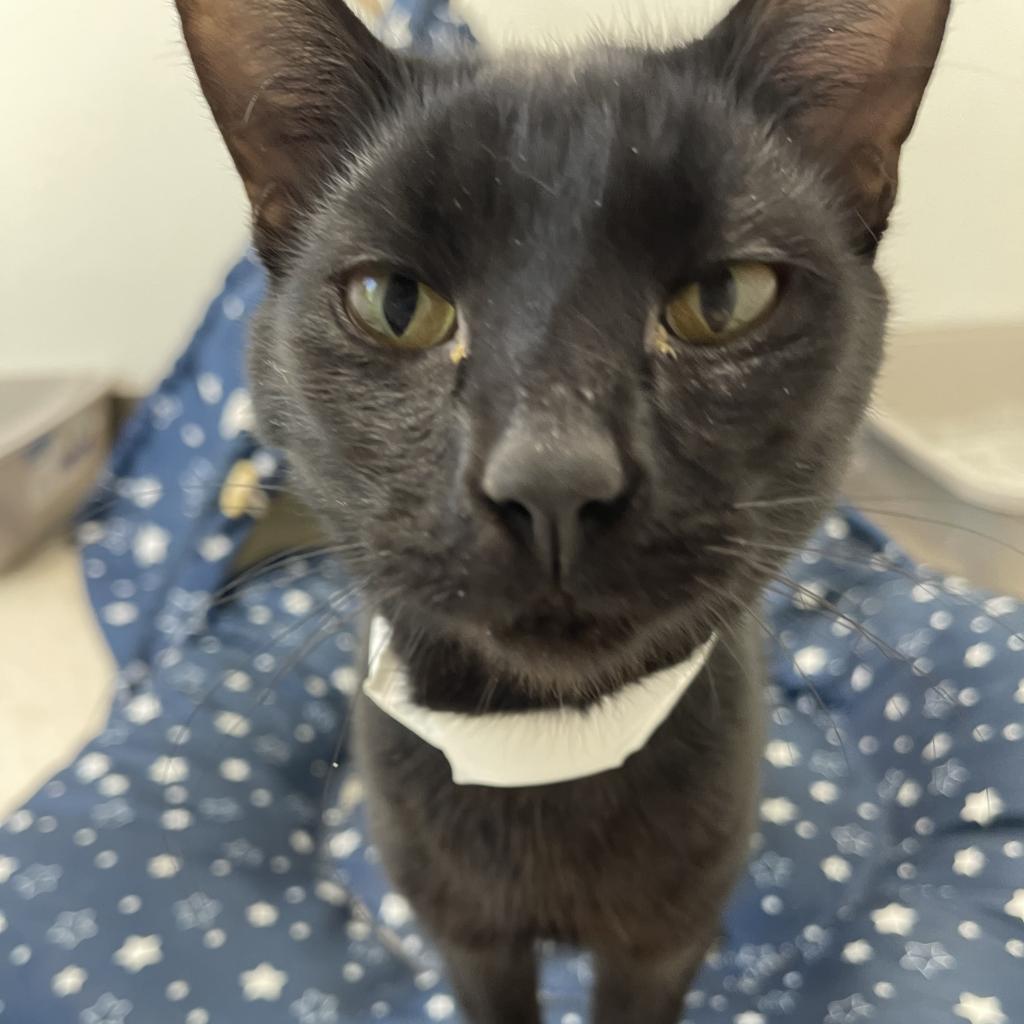 Flounder, an adoptable American Shorthair in St. Helena, CA, 94574 | Photo Image 4