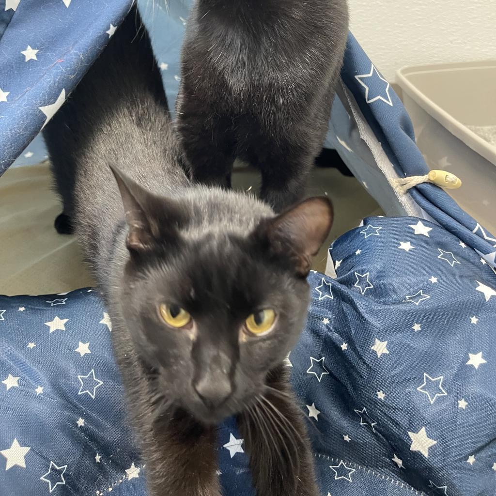 Flounder, an adoptable American Shorthair in St. Helena, CA, 94574 | Photo Image 5