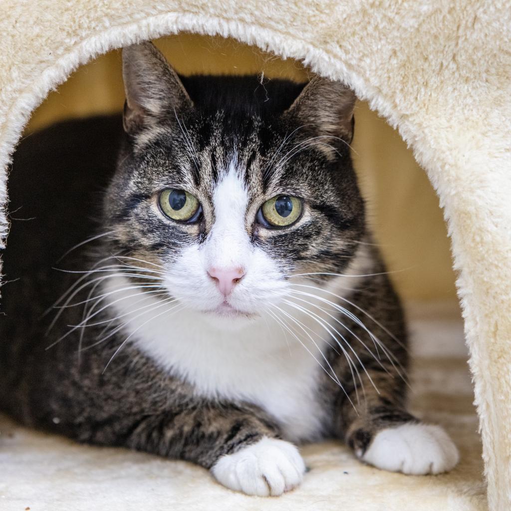 Dollar, an adoptable Domestic Short Hair in St. Helena, CA, 94574 | Photo Image 1