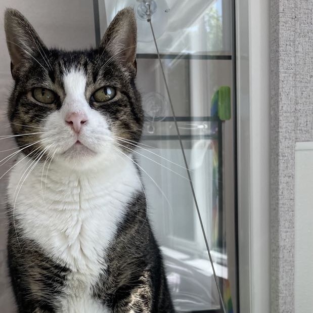 Dollar, an adoptable Domestic Short Hair in St. Helena, CA, 94574 | Photo Image 1