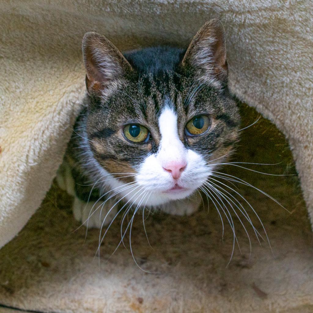 Dollar, an adoptable Domestic Short Hair in St. Helena, CA, 94574 | Photo Image 3