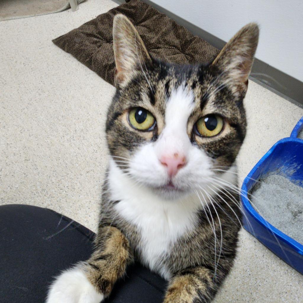 Dollar, an adoptable Domestic Short Hair in St. Helena, CA, 94574 | Photo Image 4