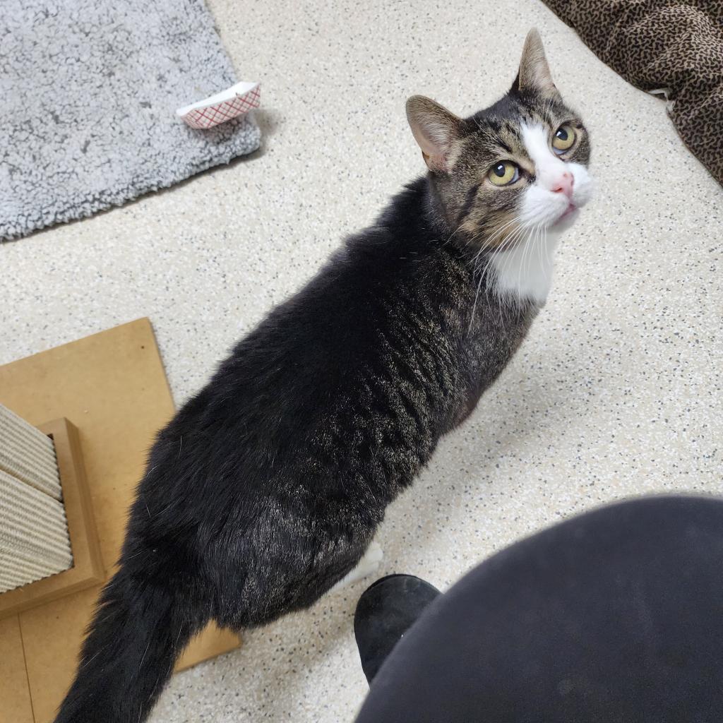 Dollar, an adoptable Domestic Short Hair in St. Helena, CA, 94574 | Photo Image 4