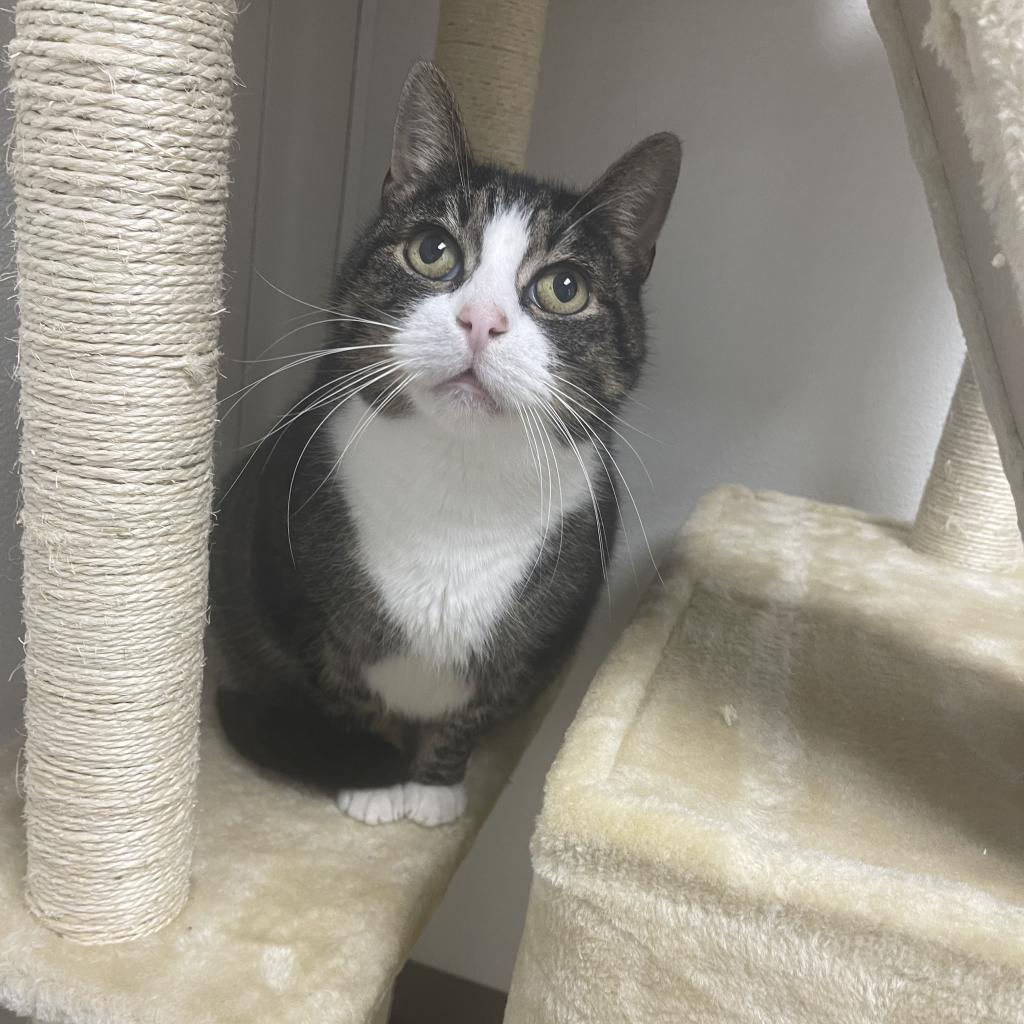 Dollar, an adoptable Domestic Short Hair in St. Helena, CA, 94574 | Photo Image 6