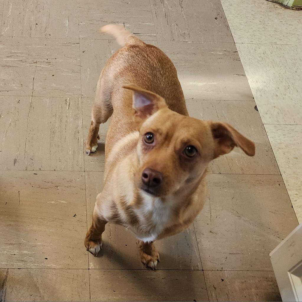 Wanda, an adoptable Chihuahua in St. Helena, CA, 94574 | Photo Image 1