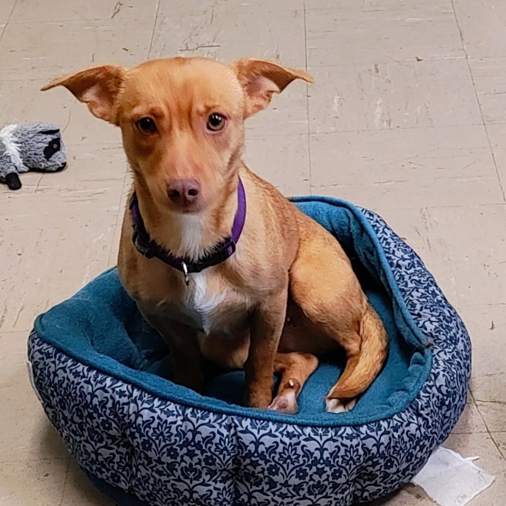 Wanda, an adoptable Chihuahua in St. Helena, CA, 94574 | Photo Image 2