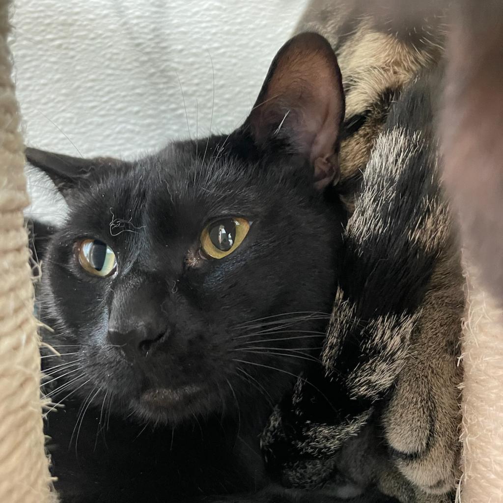 Halibut, an adoptable American Shorthair in St. Helena, CA, 94574 | Photo Image 1