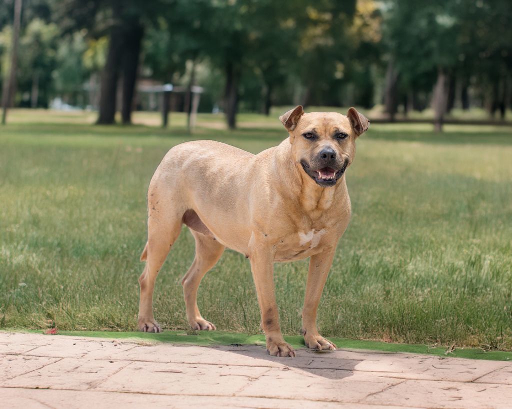 Cinnamon, an adoptable Terrier, Pit Bull Terrier in Winnabow, NC, 28479 | Photo Image 3