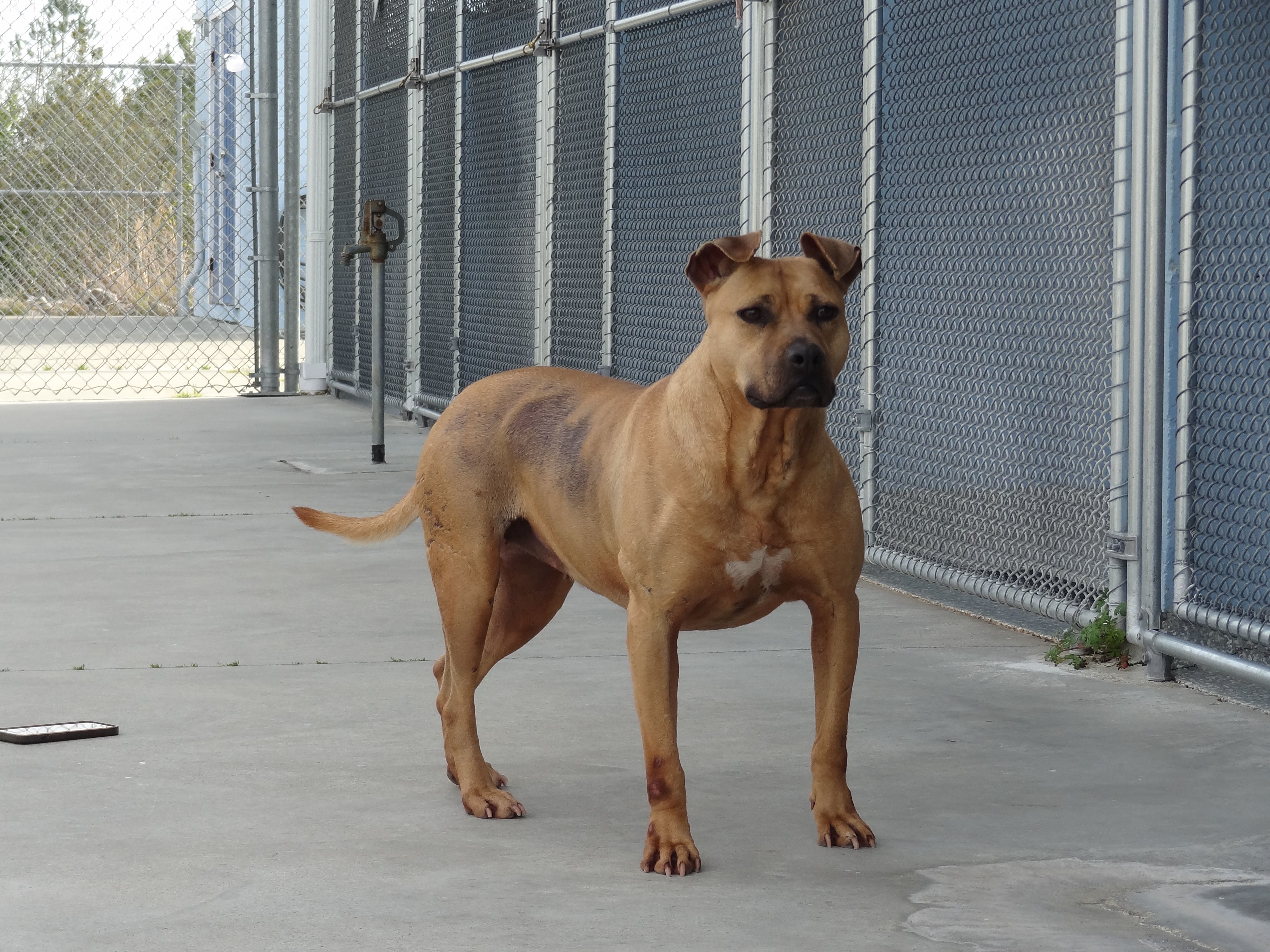 Cinnamon, an adoptable Terrier, Pit Bull Terrier in Winnabow, NC, 28479 | Photo Image 4