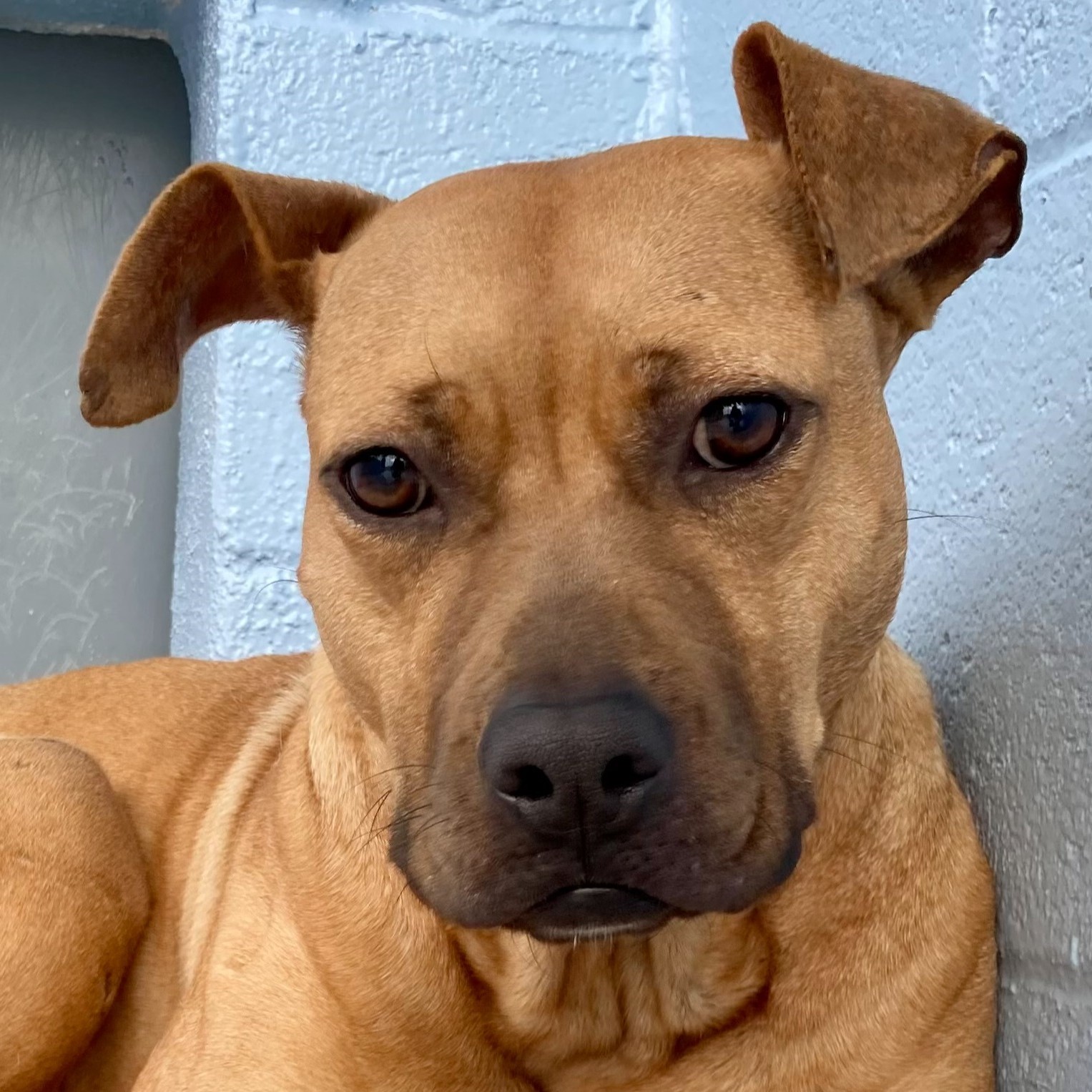 Cinnamon, an adoptable Terrier, Pit Bull Terrier in Winnabow, NC, 28479 | Photo Image 5