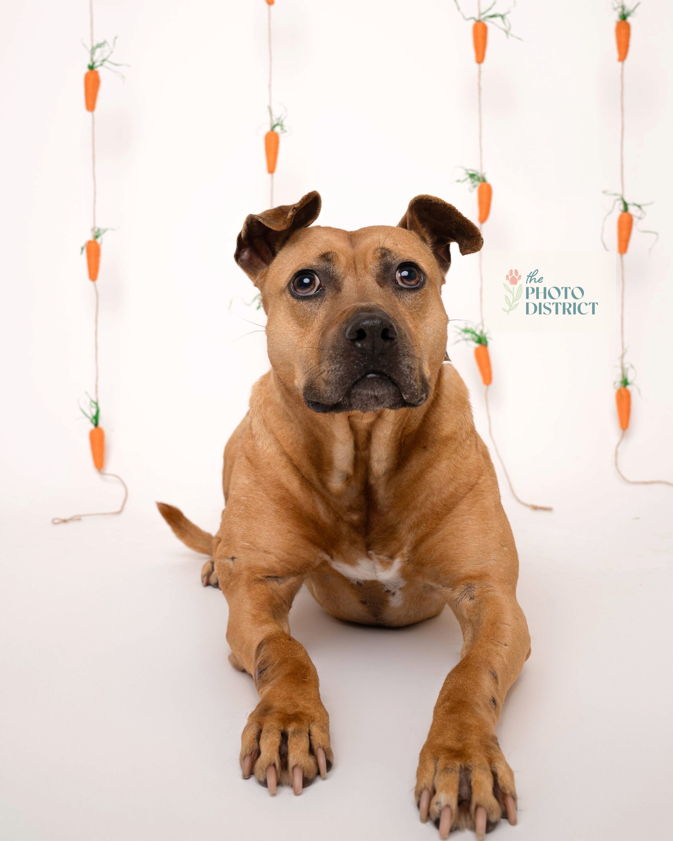 Cinnamon, an adoptable Terrier, Pit Bull Terrier in Winnabow, NC, 28479 | Photo Image 6