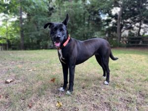 Meet Dairy Queen a 2-year-old female Lab mix whose journey is the perfect rags to riches story S