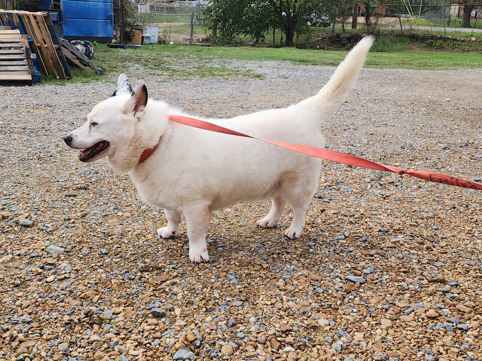 Max, an adoptable Keeshond in Jackson, MS, 39213 | Photo Image 1