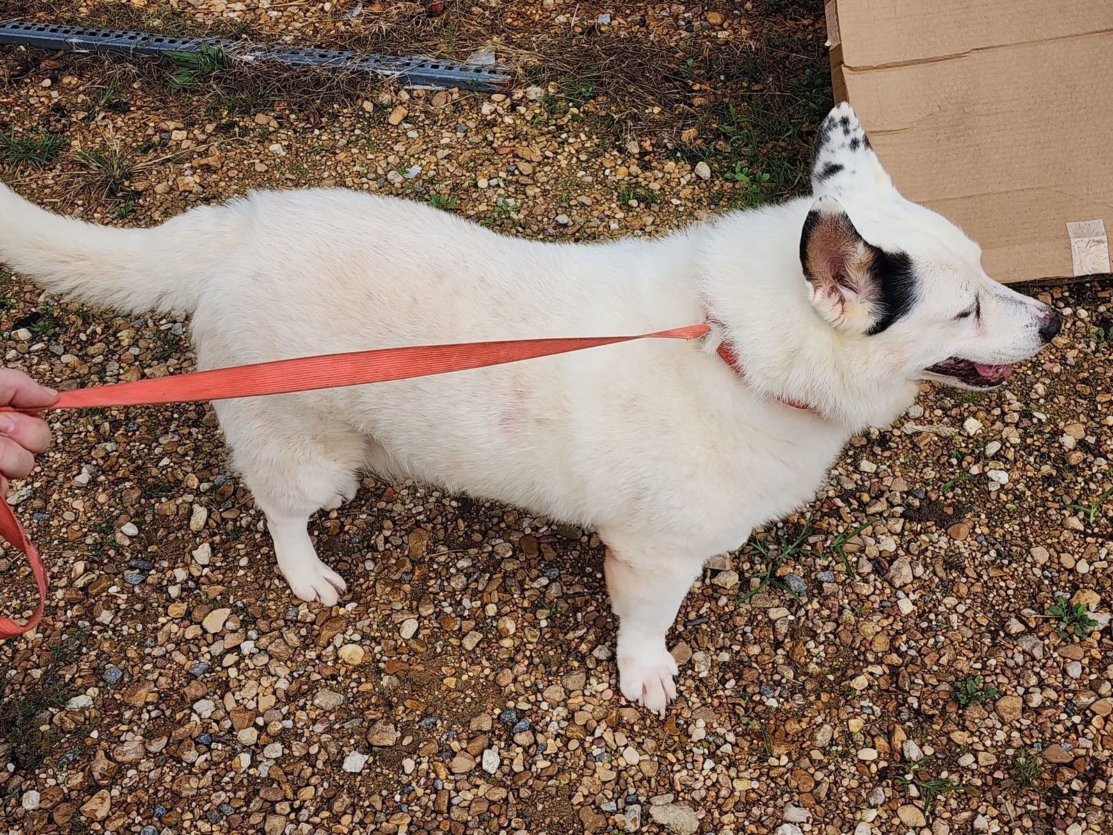 Max, an adoptable Keeshond in Jackson, MS, 39213 | Photo Image 2