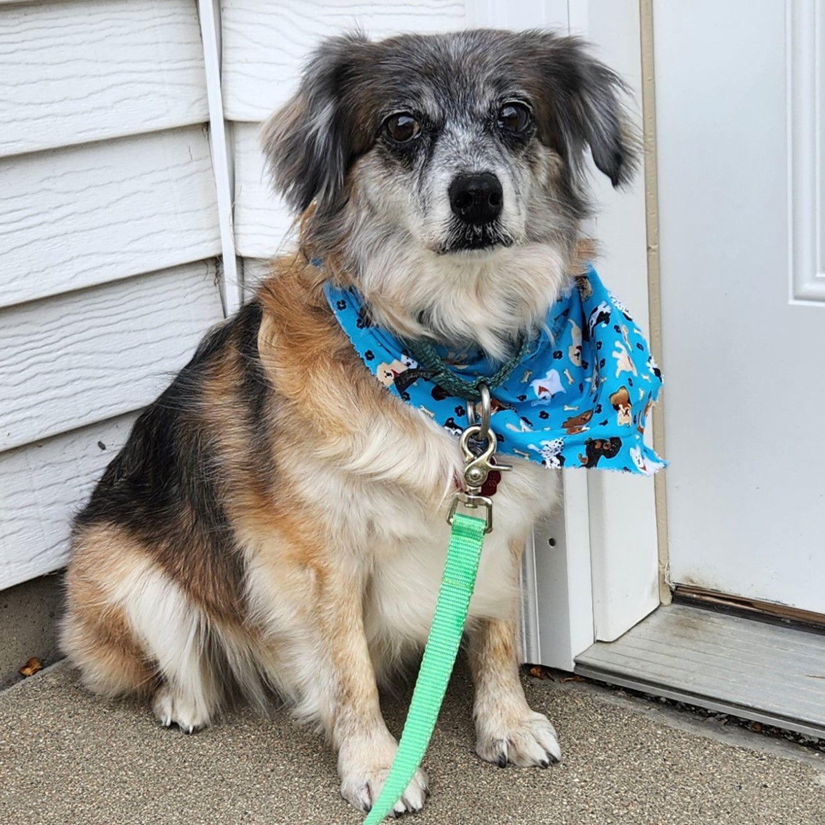 Petunia, an adoptable Australian Shepherd in Fargo, ND, 58103 | Photo Image 1