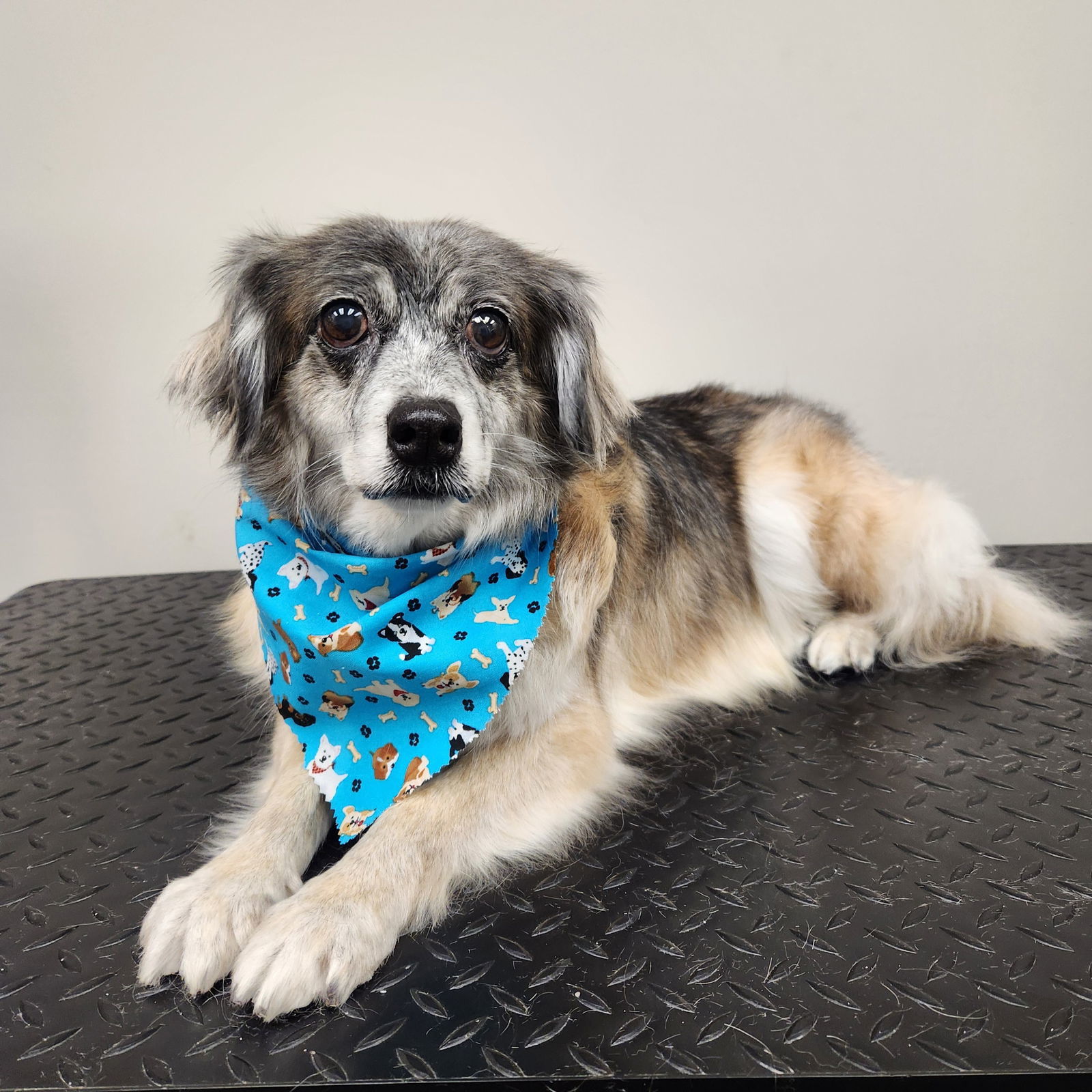 Petunia, an adoptable Australian Shepherd in Fargo, ND, 58103 | Photo Image 2