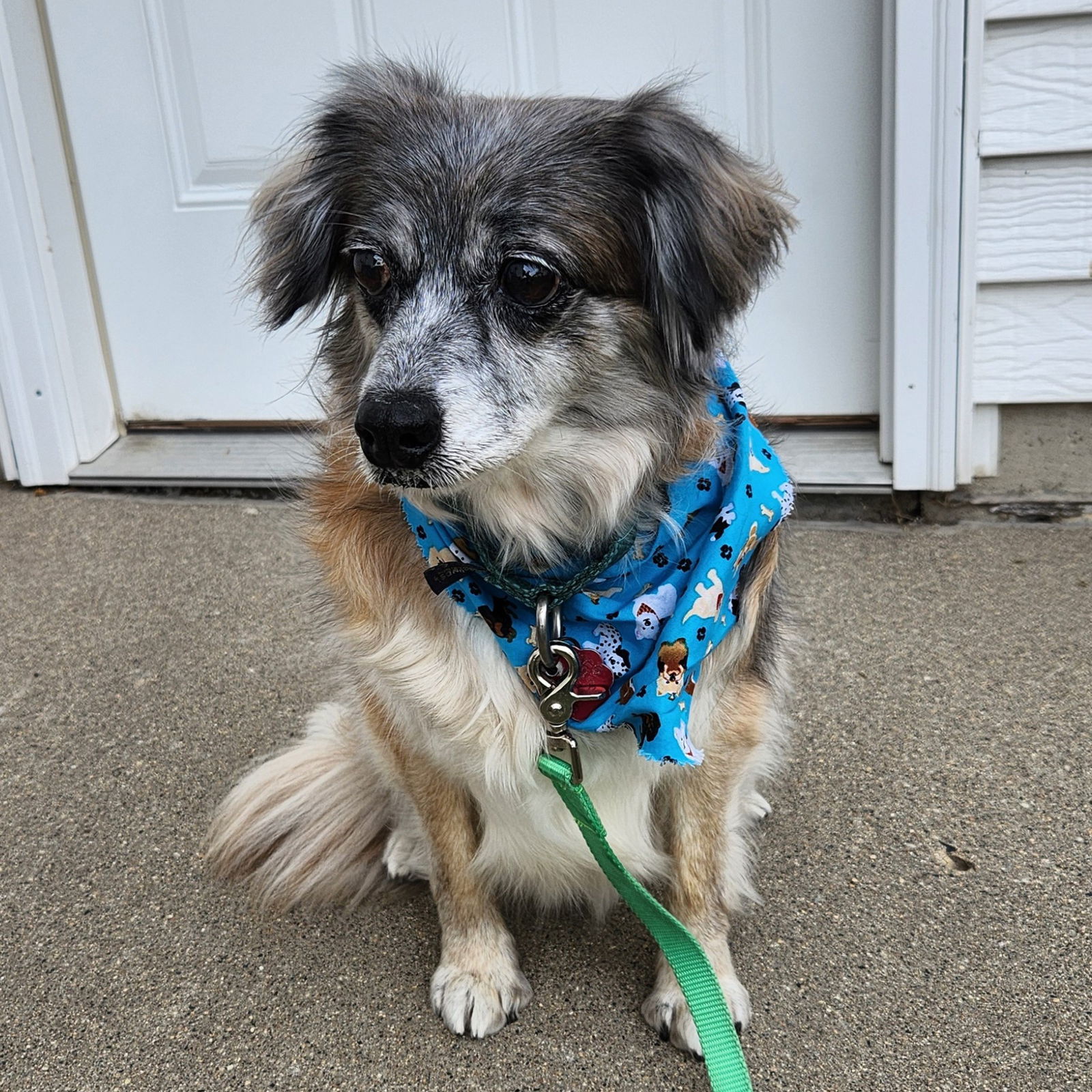 Petunia, an adoptable Australian Shepherd in Fargo, ND, 58103 | Photo Image 3