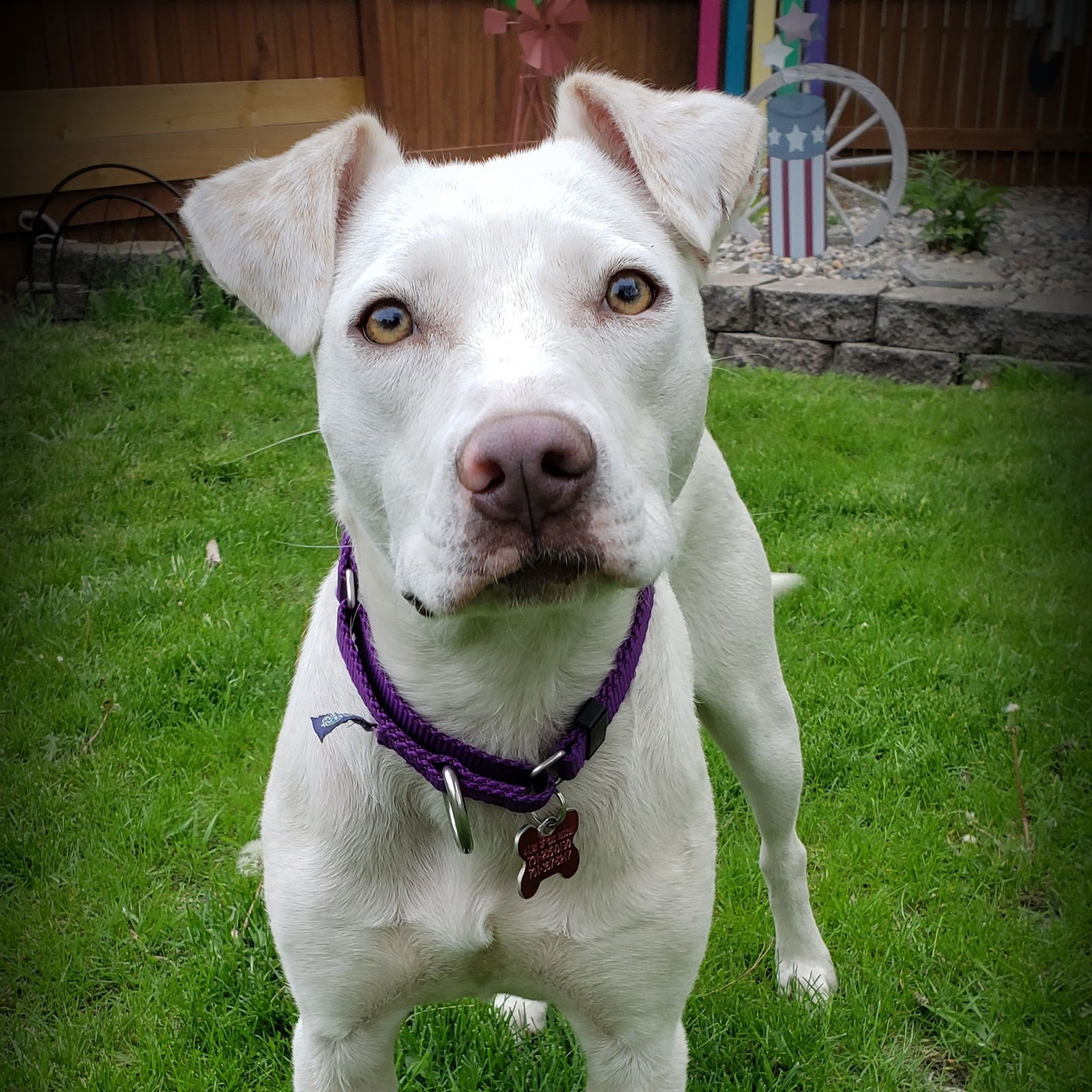 Jazmyn, an adoptable Labrador Retriever in Fargo, ND, 58103 | Photo Image 1