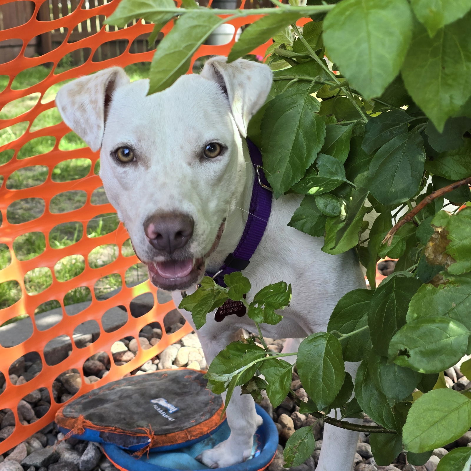 Jazmyn, an adoptable Labrador Retriever in Fargo, ND, 58103 | Photo Image 2