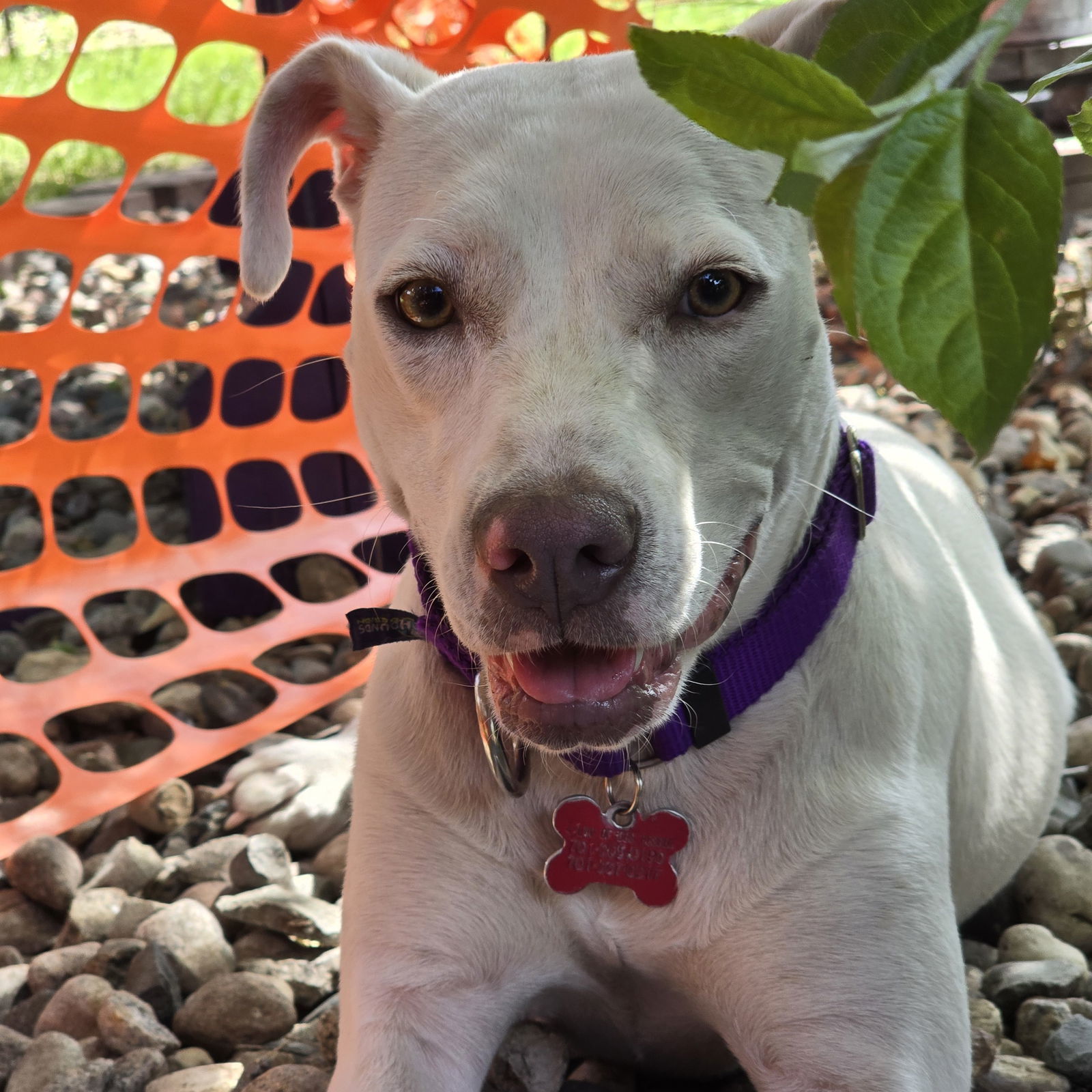 Jazmyn, an adoptable Labrador Retriever in Fargo, ND, 58103 | Photo Image 3