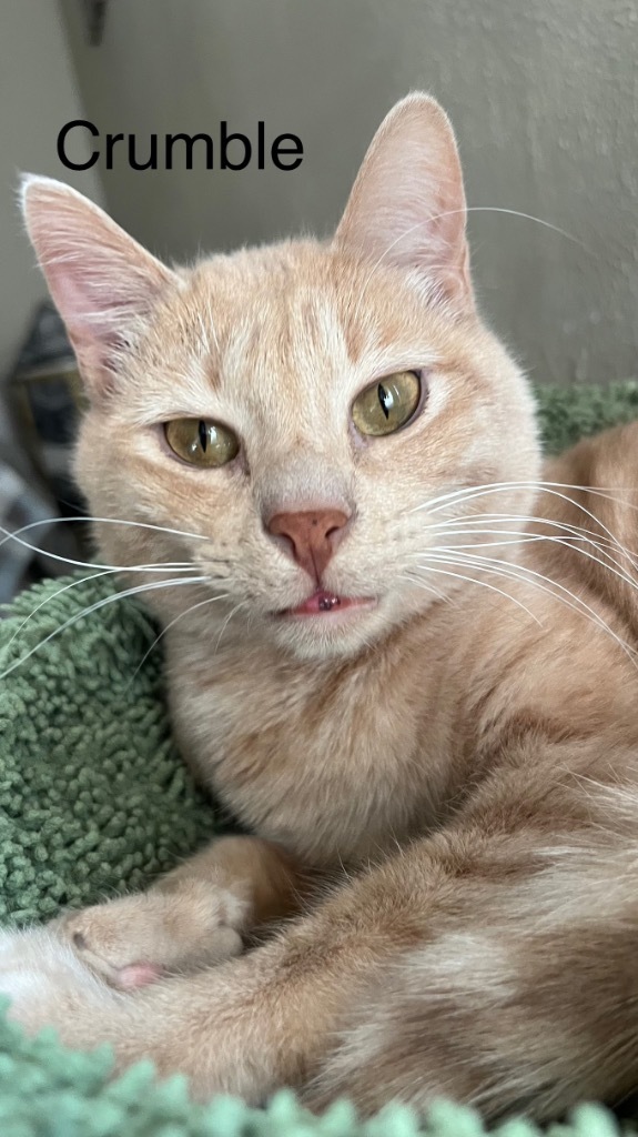Crumble (Bonded with Cookie)