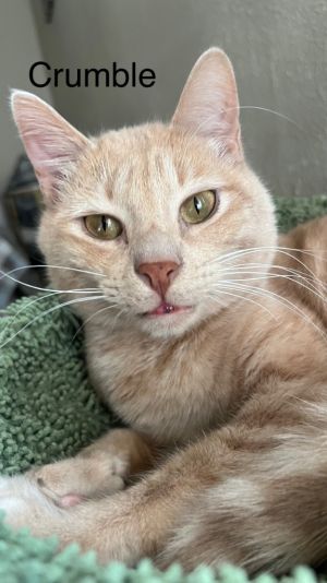 Crumble (Bonded with Cookie), Adult Male Domestic Short Hair