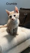Crumble (Bonded with Cookie) photo 2