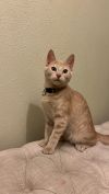 Crumble (Bonded with Cookie) photo 3