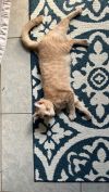 Crumble (Bonded with Cookie) photo 4