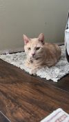 Crumble (Bonded with Cookie) photo 5