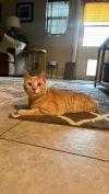Crumble (Bonded with Cookie) photo 6
