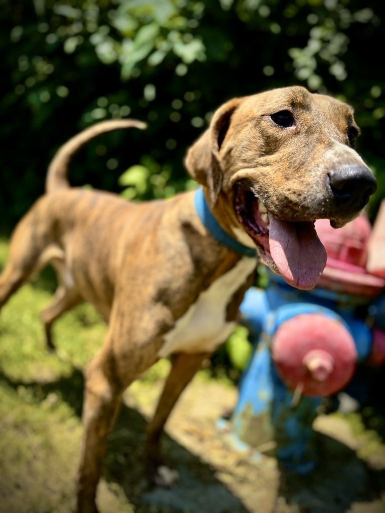 Arnold(Charlie), an adoptable Coonhound, Vizsla in Henderson, KY, 42420 | Photo Image 1