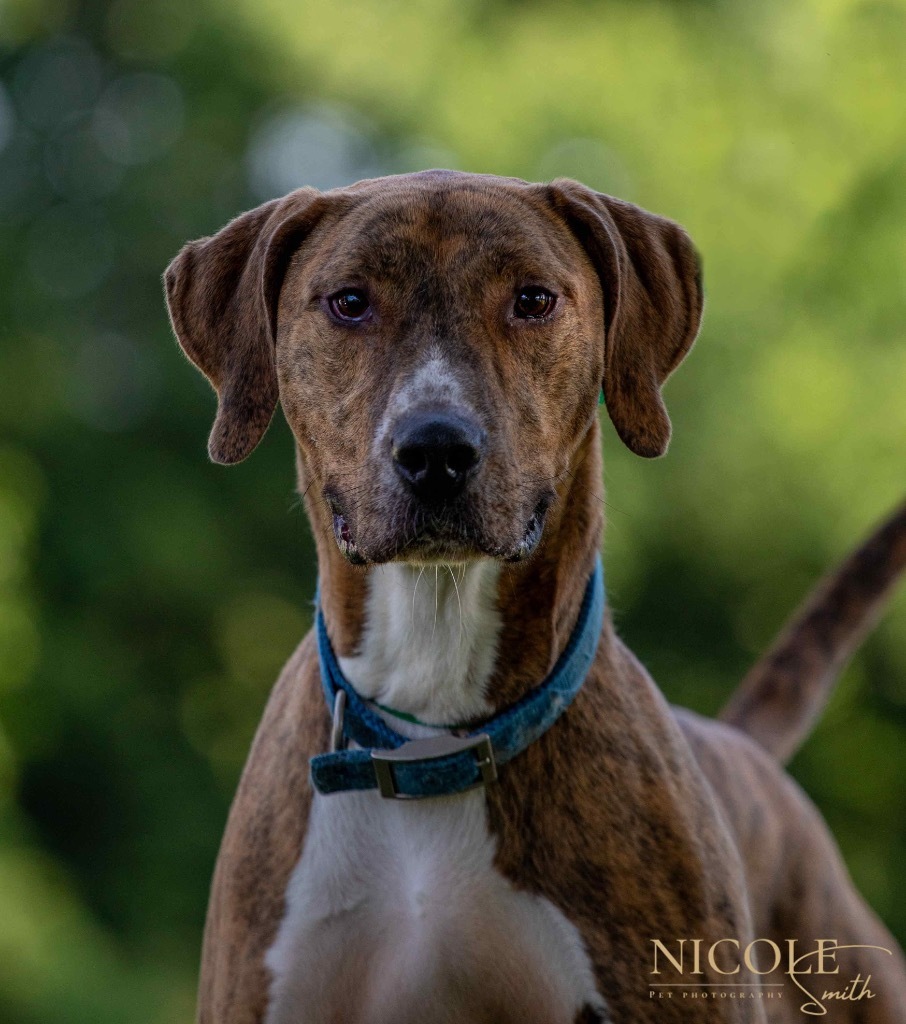 Arnold(Charlie), an adoptable Coonhound, Vizsla in Henderson, KY, 42420 | Photo Image 1
