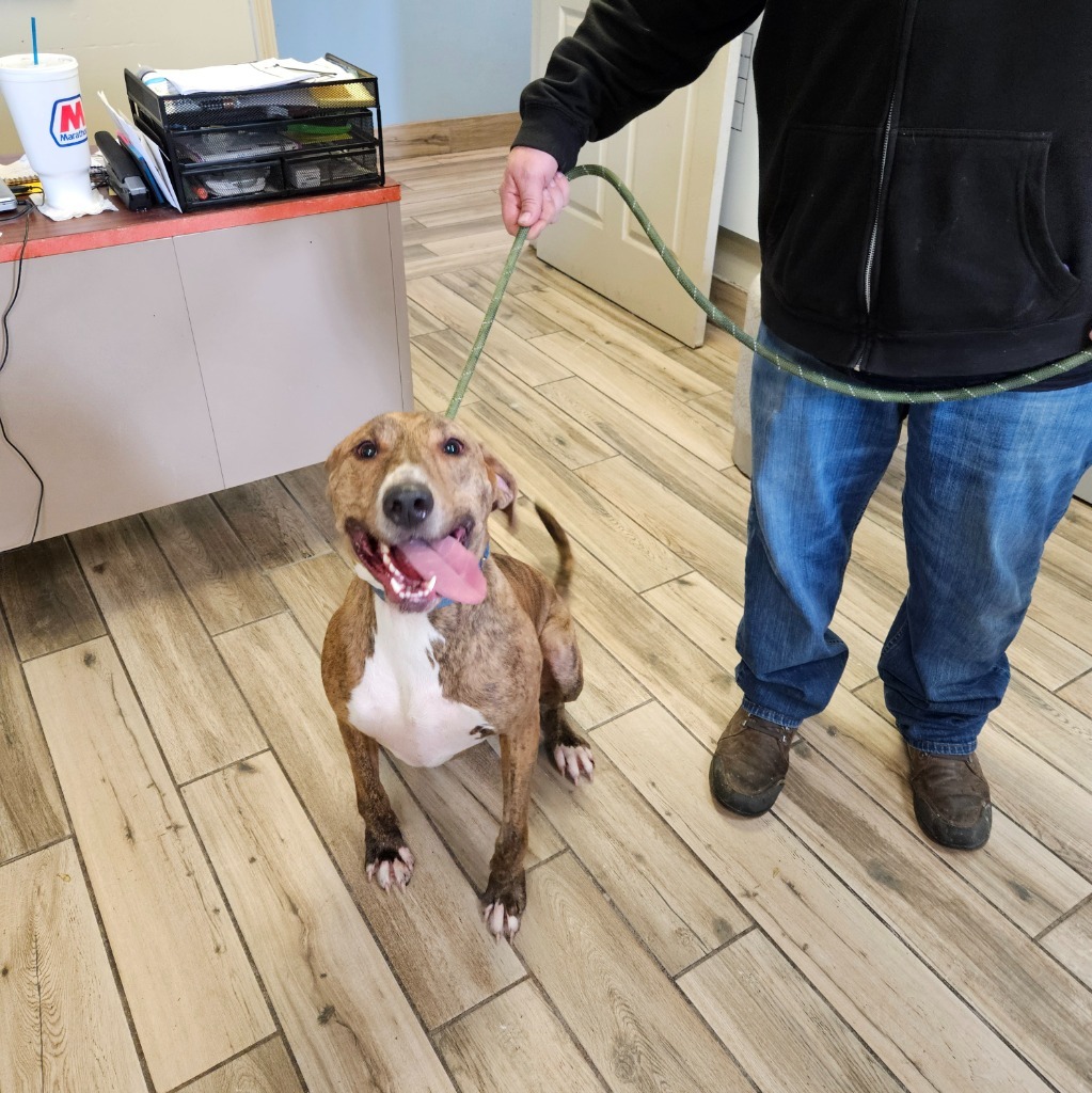 Arnold(Charlie), an adoptable Coonhound, Vizsla in Henderson, KY, 42420 | Photo Image 2