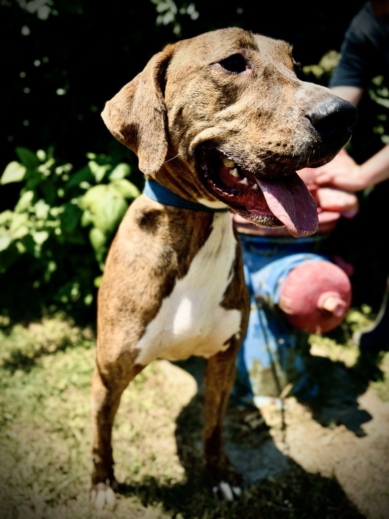 Arnold(Charlie), an adoptable Coonhound, Vizsla in Henderson, KY, 42420 | Photo Image 3