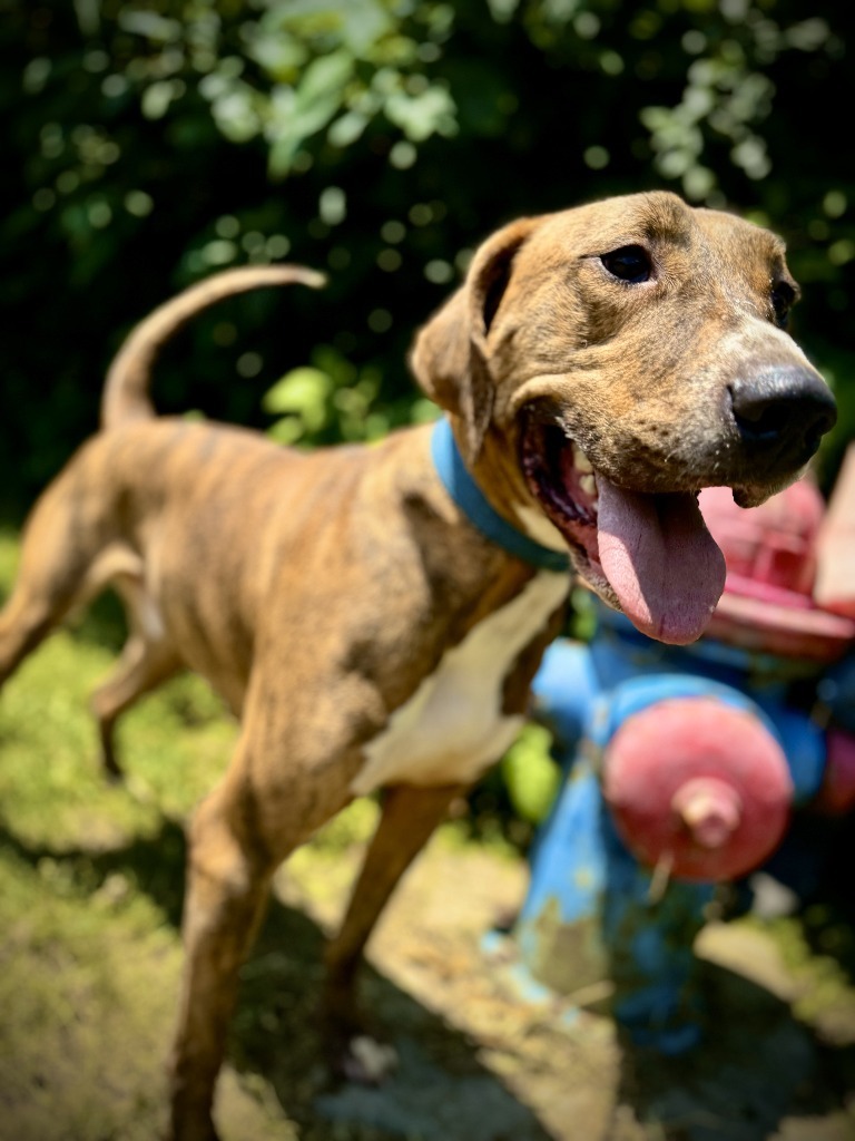 Arnold(Charlie), an adoptable Coonhound, Vizsla in Henderson, KY, 42420 | Photo Image 3