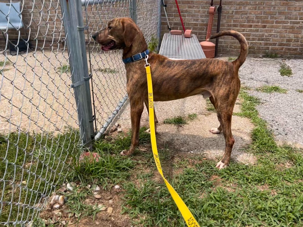 Arnold(Charlie), an adoptable Coonhound, Vizsla in Henderson, KY, 42420 | Photo Image 4