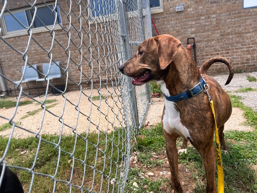 Arnold(Charlie), an adoptable Coonhound, Vizsla in Henderson, KY, 42420 | Photo Image 5