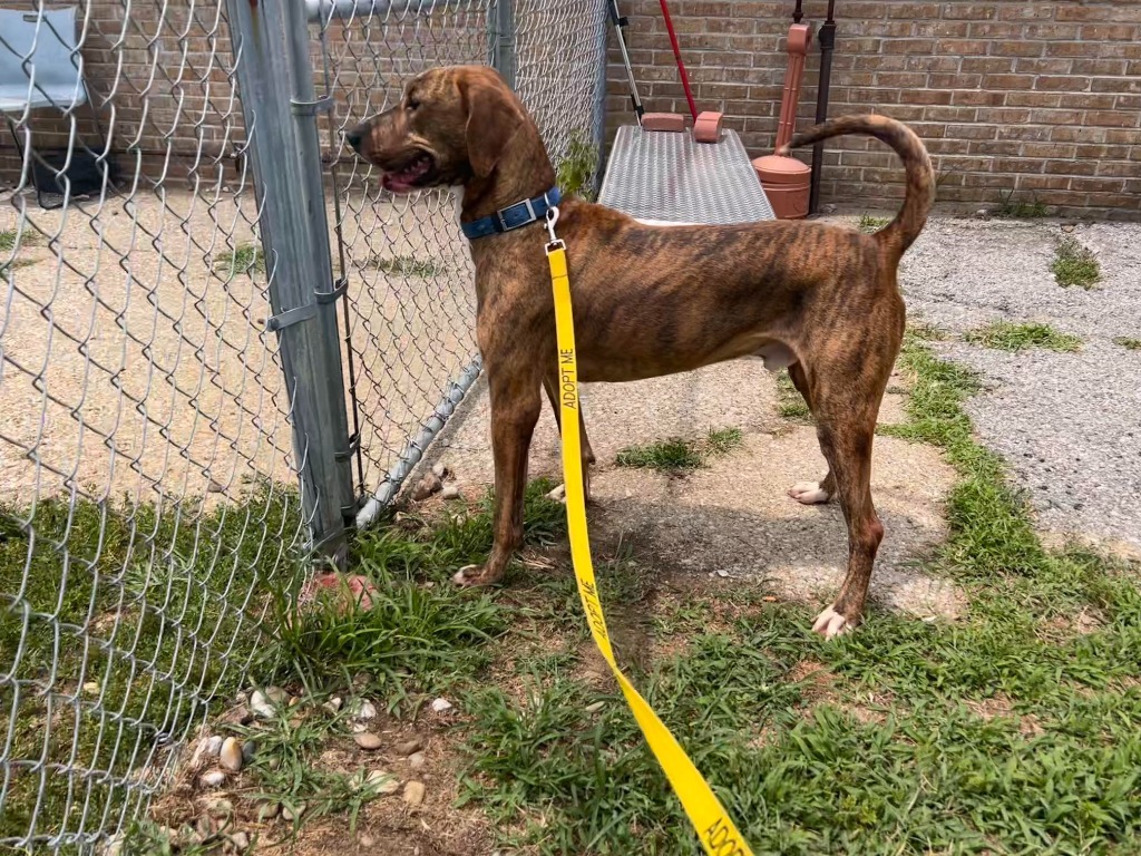 Arnold(Charlie), an adoptable Coonhound, Vizsla in Henderson, KY, 42420 | Photo Image 5