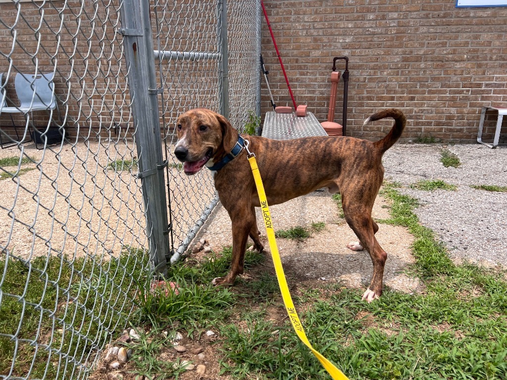 Arnold(Charlie), an adoptable Coonhound, Vizsla in Henderson, KY, 42420 | Photo Image 6