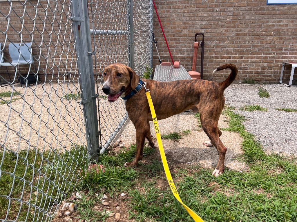 Arnold(Charlie), an adoptable Coonhound, Vizsla in Henderson, KY, 42420 | Photo Image 6